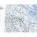 Phospho-EZH2 (Thr345) Antibody -AF3584