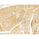 Phospho-NFAT3 (Ser676) Antibody -AF3587
