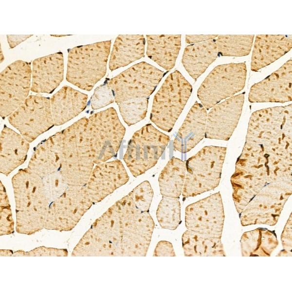 Phospho-NFAT3 (Ser676) Antibody -AF3587