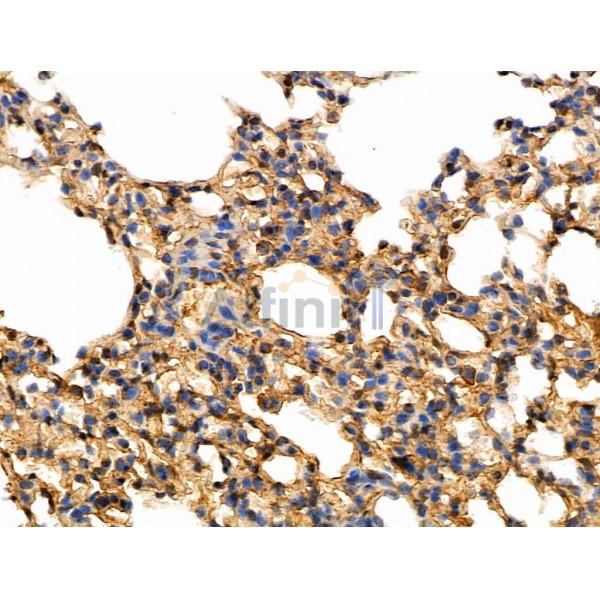 Phospho-Caspase 8 (Tyr380) Antibody -AF3588