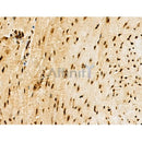 Phospho-MDC1 (Thr4) Antibody -AF3589