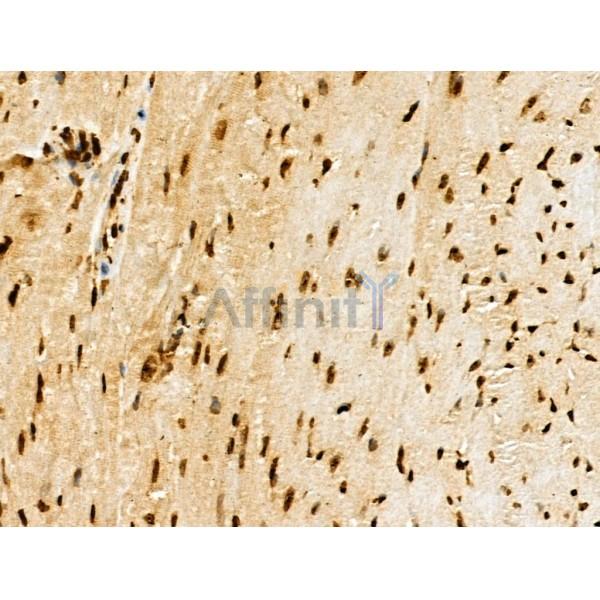 Phospho-MDC1 (Thr4) Antibody -AF3589