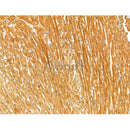 Phospho-Kir6.2 (Thr224) Antibody -AF3590
