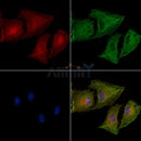Phospho-IP3 Receptor (Ser1764) Antibody -AF3592