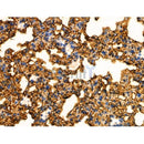 Phospho-RapGEF1 (Tyr504) Antibody -AF3597