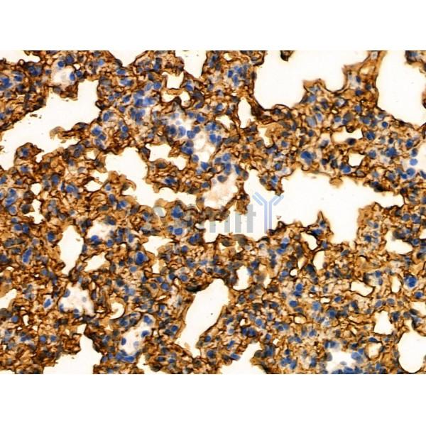 Phospho-RapGEF1 (Tyr504) Antibody -AF3597