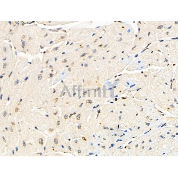 Phospho-ATM (Tyr370) Antibody -AF3603