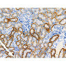Phospho-MEKK1 (Thr1400) Antibody -AF3605