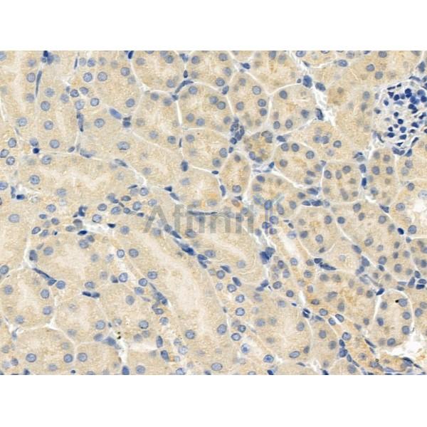 Phospho-CDC16/APC6 (Ser560) Antibody -AF3608
