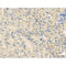 Phospho-CDC16/APC6 (Ser560) Antibody -AF3608