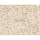 Phospho-NMDAR2A (Ser1155) Antibody -AF3610