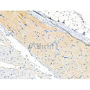 Phospho-Bax (Ser184) Antibody -AF3614