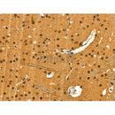 Phospho-MEF2C (Ser222) Antibody -AF3617