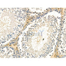 Phospho-ID2 (Thr27) Antibody -AF3622