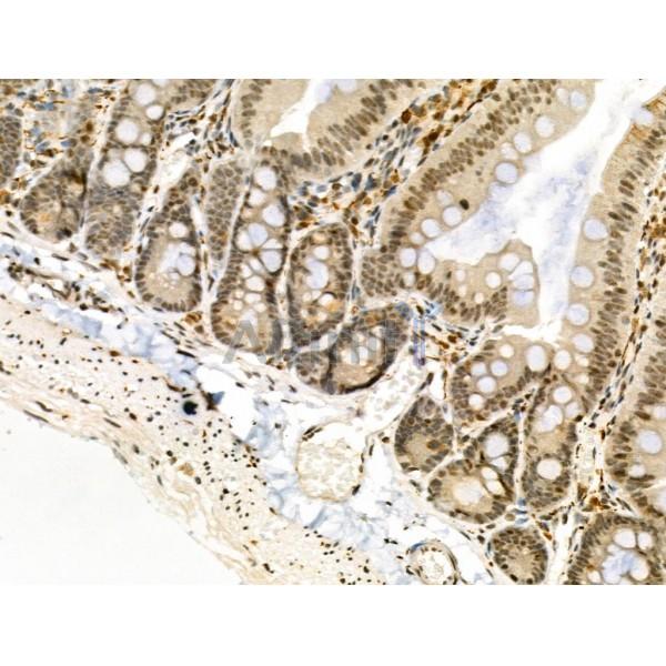 Phospho-RUNX1/RUNX3 (Ser435/Ser397) Antibody -AF3624