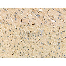 Phospho-IRF9 (Ser139) Antibody -AF3625