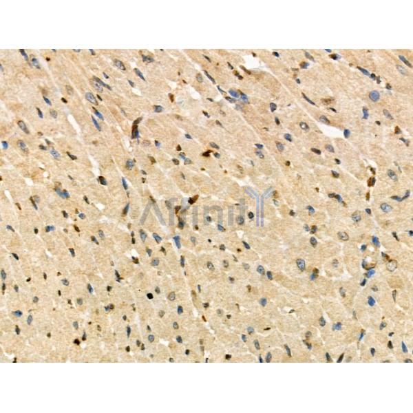 Phospho-IRF9 (Ser139) Antibody -AF3625