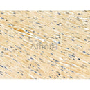 Phospho-HSF1 (Ser121) Antibody -AF3627