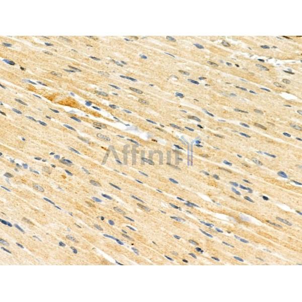Phospho-HSF1 (Ser121) Antibody -AF3627