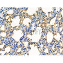 Phospho-CDK5 (Tyr239) Antibody -AF3628