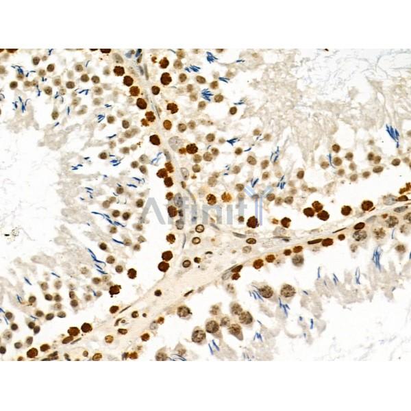 Phospho-Ephrin B1/B2/B3 (Tyr324) Antibody -AF3629