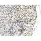 Phospho-SRPK2 (Thr492) Antibody -AF3632