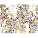 Phospho-SRPK2 (Ser494/Ser497) Antibody -AF3633