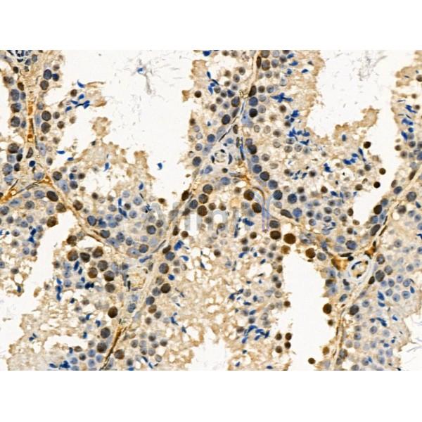 Phospho-SRPK2 (Ser494/Ser497) Antibody -AF3633