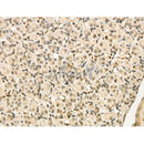 Phospho-YB1 (Ser102) Antibody -AF3635