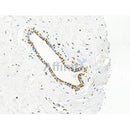 Acetyl-histone H4 (Lys16) Antibody -AF3636