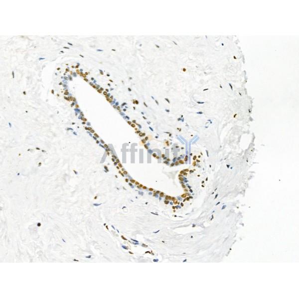 Acetyl-histone H4 (Lys16) Antibody -AF3636