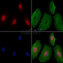 Phospho-hnRNP K (Ser216) Antibody -AF3639