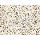 Phospho-MUNC-18a (Ser516) Antibody -AF3640