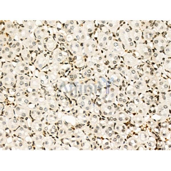 Phospho-MUNC-18a (Ser516) Antibody -AF3640