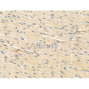 Phospho-CXCR4 (Ser339) Antibody -AF3642