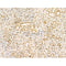 Phospho-Rab10 (Thr73) Antibody -AF3643