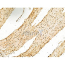 Phospho-Rab8 (Thr72) Antibody -AF3644