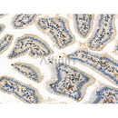 Phospho-NLRP6 (Ser109) Antibody -AF3646