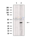 Phospho-TIRAP (Tyr106) Antibody -AF3648