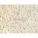 Phospho-MSH6 (Ser14) Antibody -AF3652