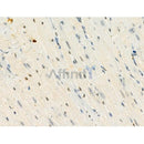 Phospho-MeCP2 (Ser423) Antibody -AF3656