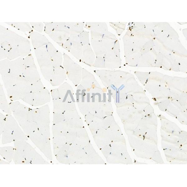 Phospho-BRG1 (Ser721) Antibody -AF3657