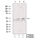 Phospho-GSK3 beta (Thr390) Antibody -AF3658