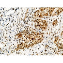 Phospho-Ki67 (Thr1335) Antibody -AF3665