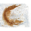 Phospho-MAP3K8/COT (Ser443) Antibody -AF3670