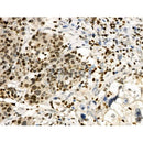 Phospho-HNF4 alpha (Ser304) Antibody -AF3671