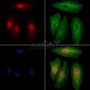 Phospho-PPAR gamma (Ser273) Antibody -AF3675