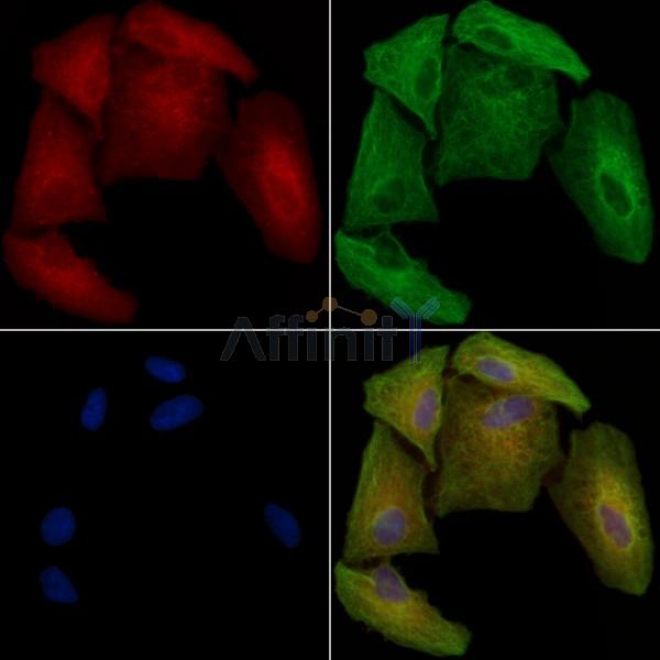 Phospho-HRH1 (Ser398) Antibody -AF3678