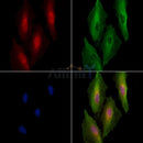 Phospho-beta Catenin (y654) Antibody -AF3680