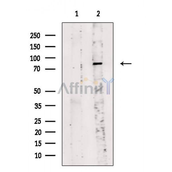 Phospho-beta Catenin (Tyr333) Antibody -AF3681